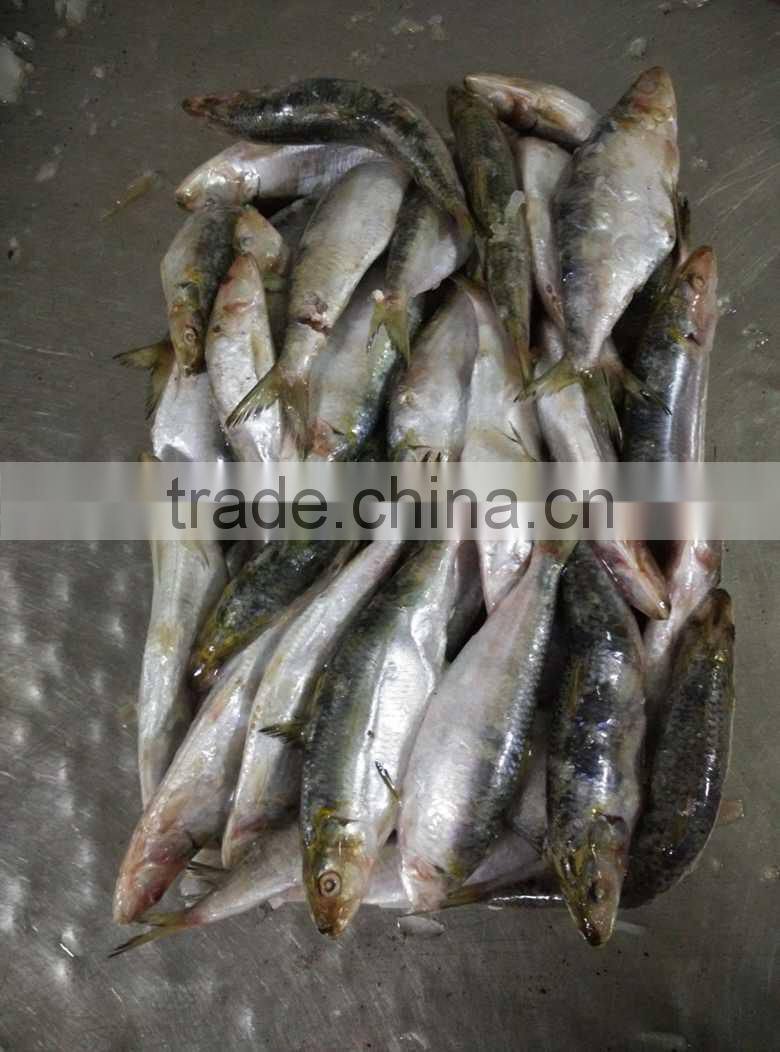 Sardinops Melanosticta Seafood Frozen Sardine