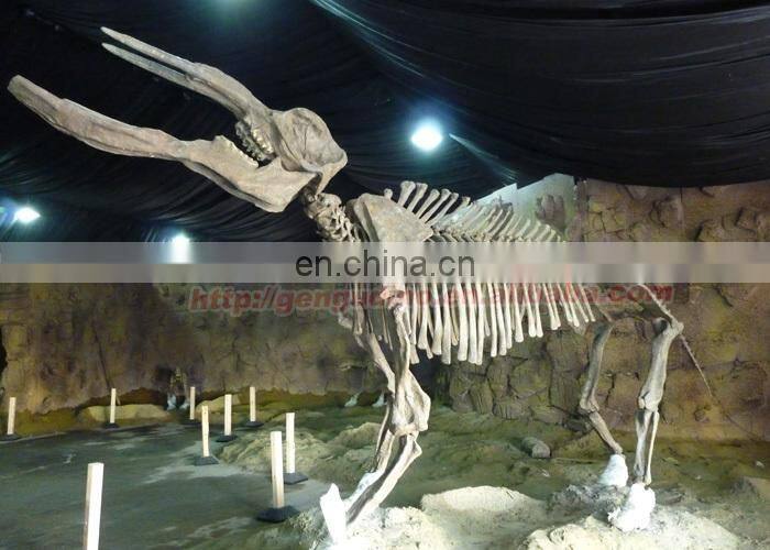 skeleton animal model