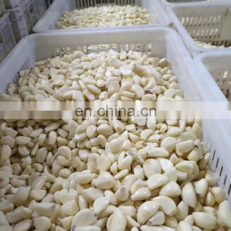 Hot Sales  Garlic Peeling Equipment / Small Garlic Peeling Machine / Garlic Peeler Machine