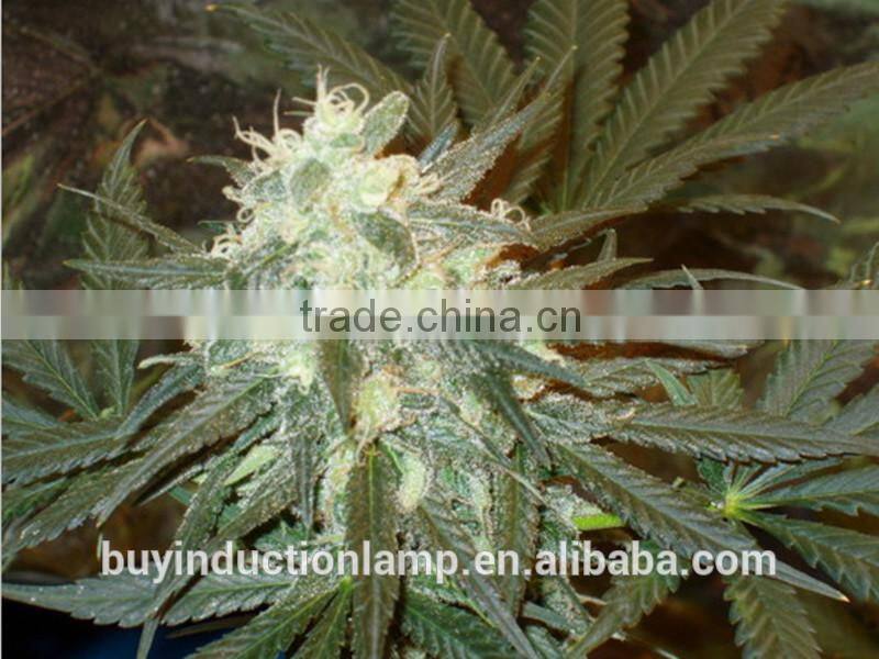 red and blue color induction vegetative grow lamps