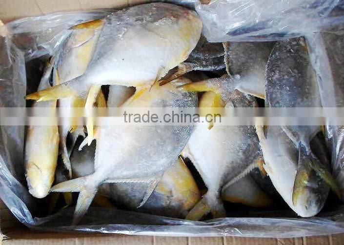Frozen Golden Pompano Fish Supplier