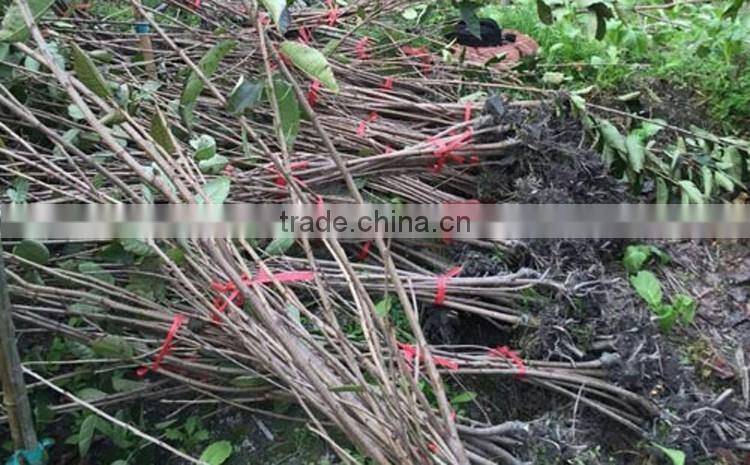 Cherry tree seedling