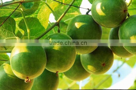 Nutritional Best fruit Luo han guo extract / monk fruit extract powder with mogrosive V 20%