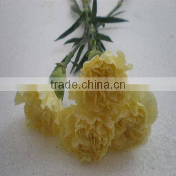low price fresh carnation flower for wholesale