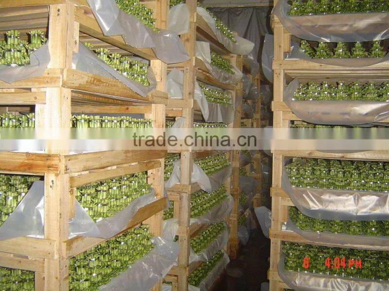 Dracaena Sansderiana-S2