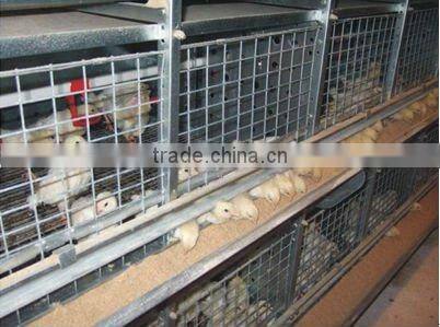 Automatic chicken cage