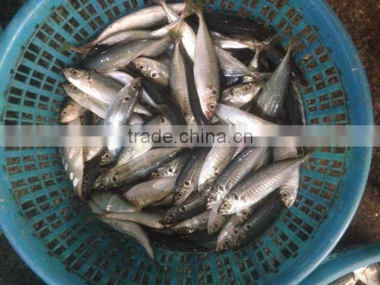 Mackerel scad frozen blue scad fish for sale