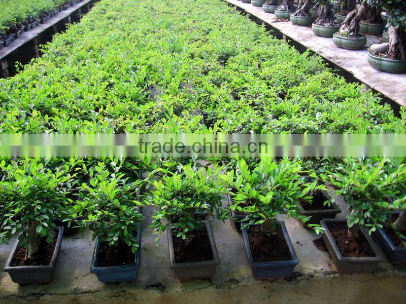 Ulmus ( Chinese Elm) bonsai tree ball shape