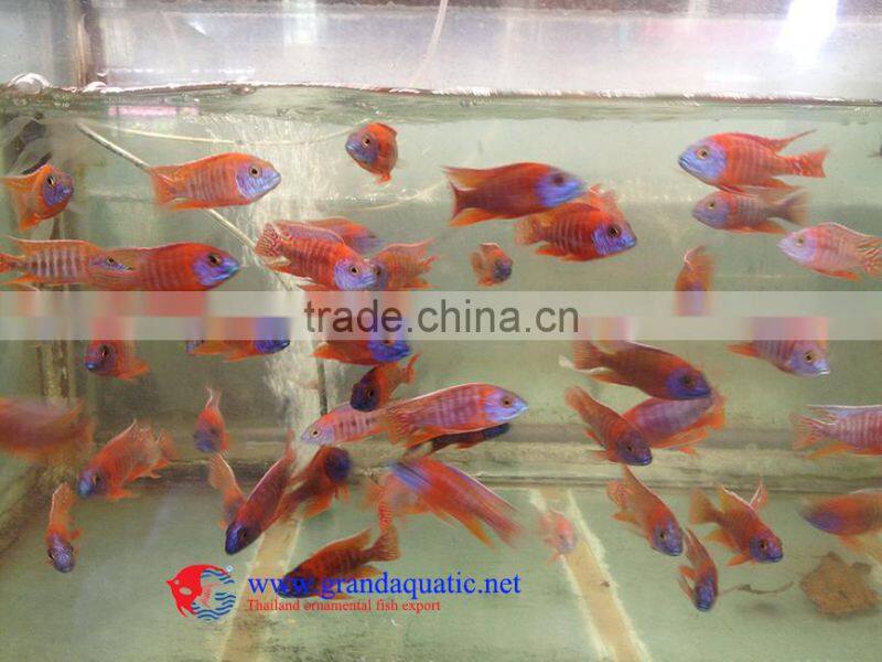 freshwater fish for sale