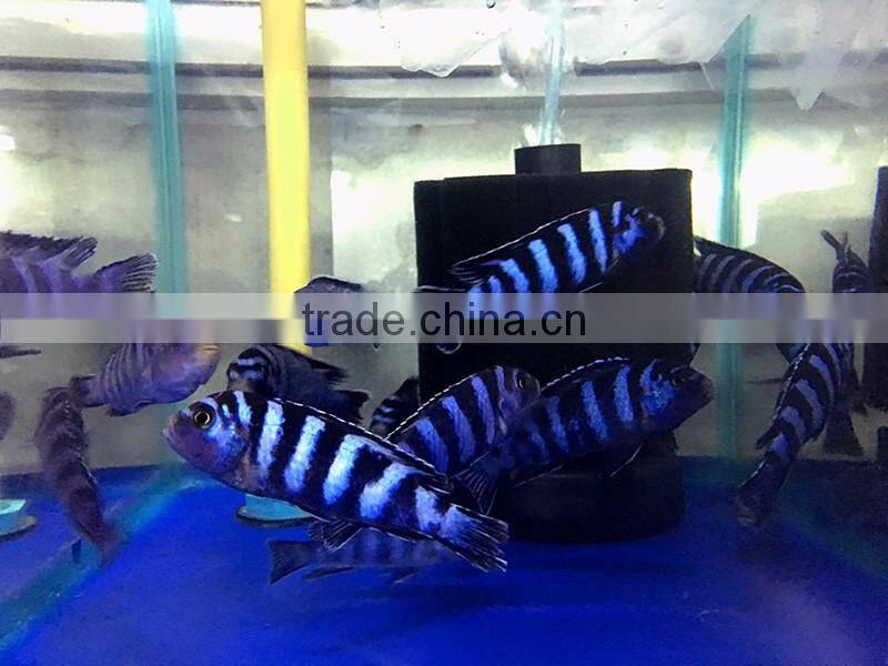 Damasoni cichlid from cichlid fish breeding farm and exporter