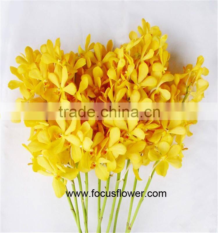 Thanksgiving Day Natural Black Orchid Flowers For Sale For Wedding