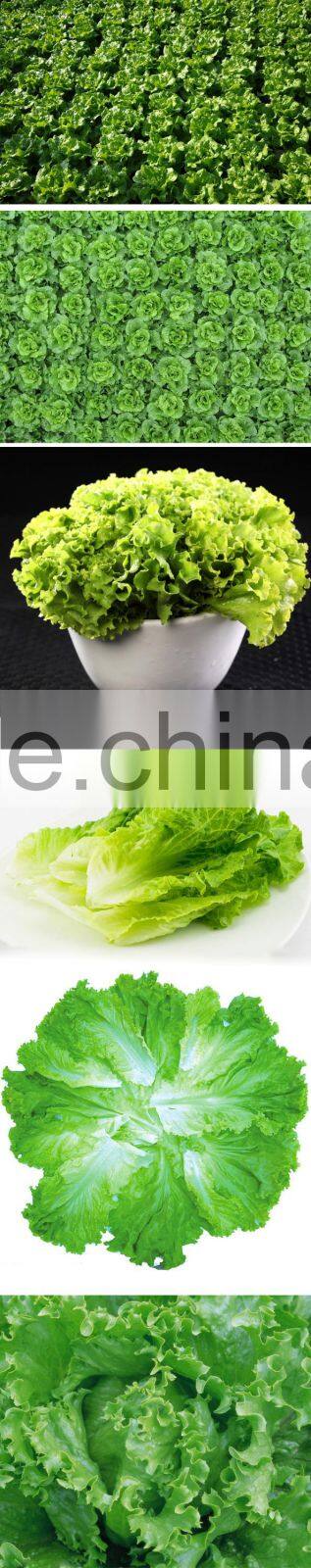 round luttuce iceberg luttuce