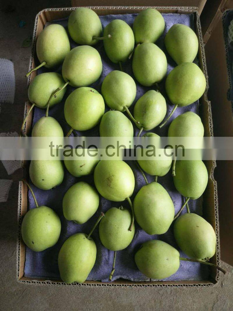 fresh shandong pear