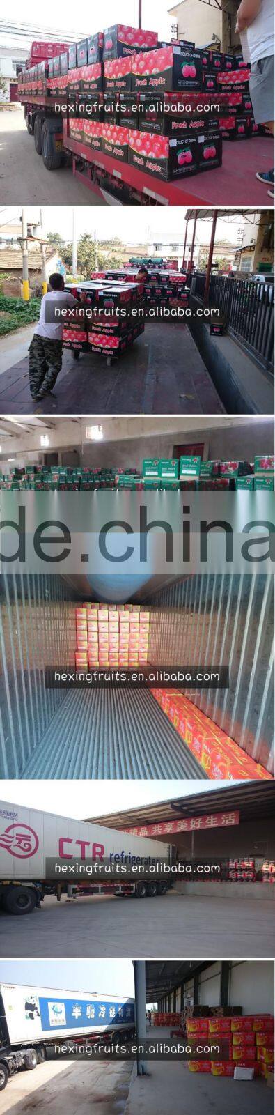 2015 fresh Organic huaniu apple(china.shaanxi)