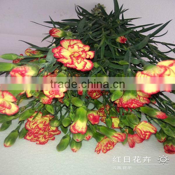 Supply high quality long stem flowers fresh cut carnation cut flower prices from Kunming flower planting base