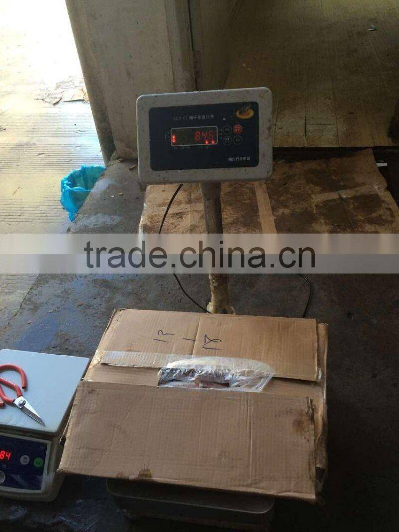 sea Frozen Loligo chinensis ,for Italy ,Greece et ,EU market