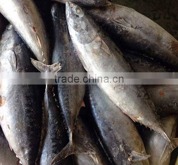 Frozen Bonito Tuna For Canned