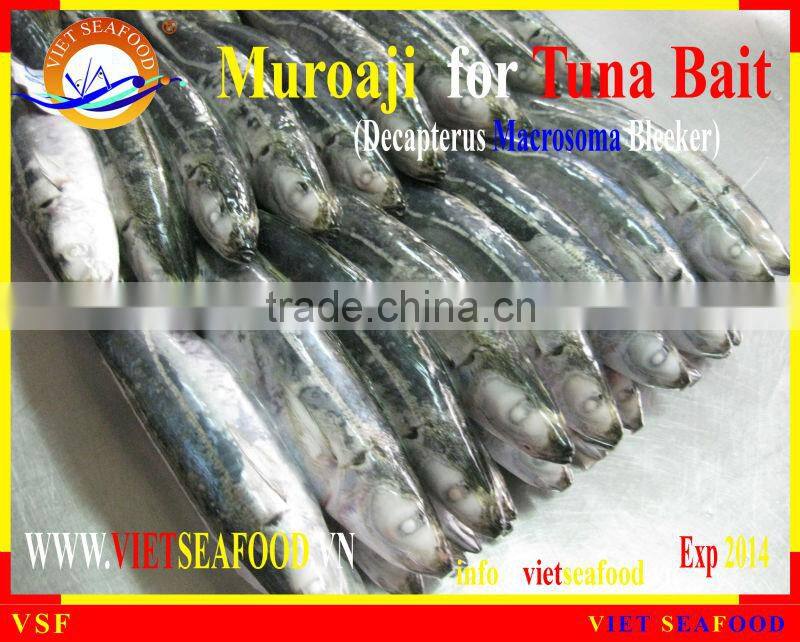FROZEN MUROAJI FOR TUNA BAIT