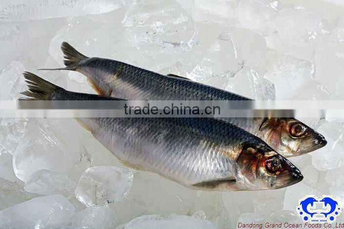 herring fillet IQF seafood
