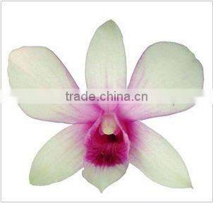 Thailand Top Quality D-002 Dendrobium White Orchid