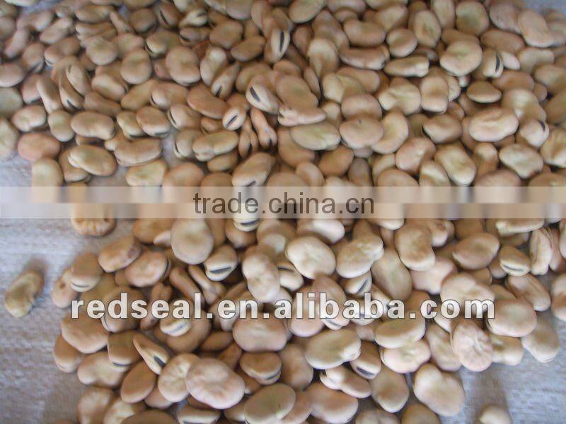 Dark red kidney beans for sale