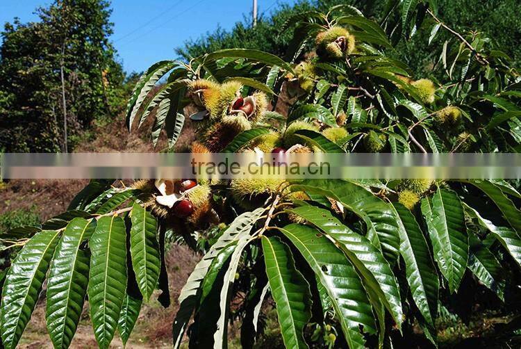 2016 raw fresh chestnuts sales Opening booking bulk chestnuts