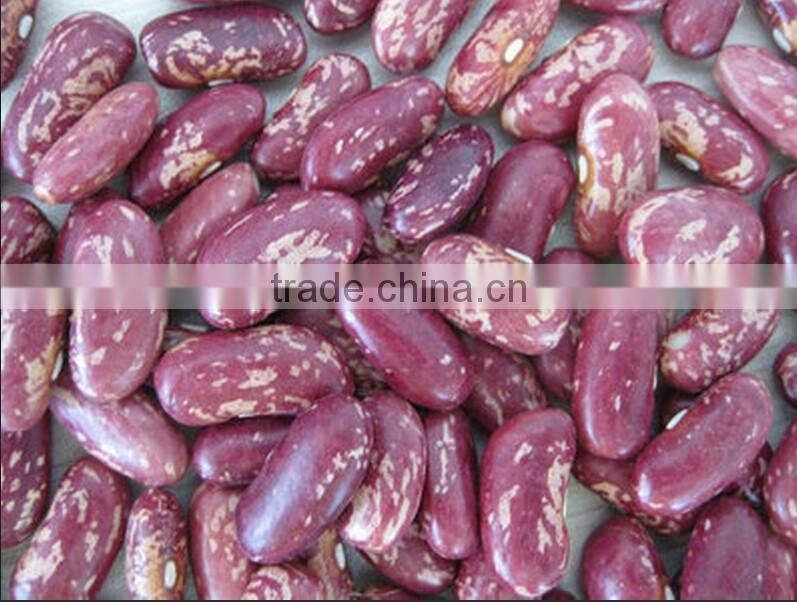 Purple speckled Kidney Bean