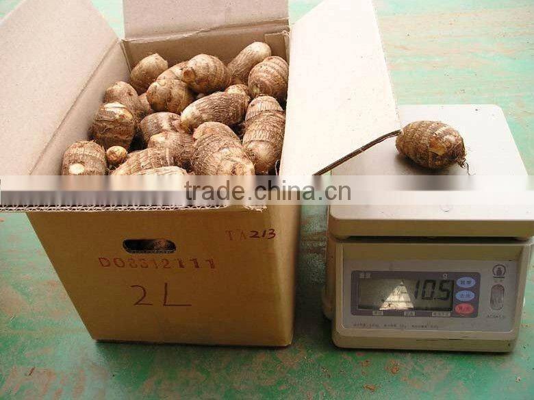 Fresh taro price