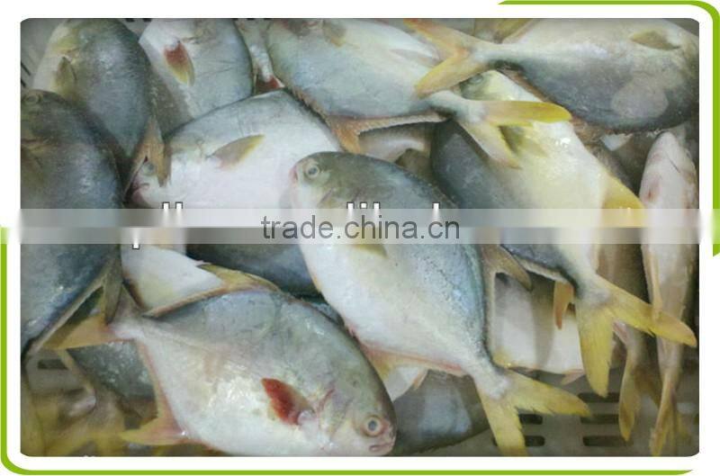 frozen golden pompano