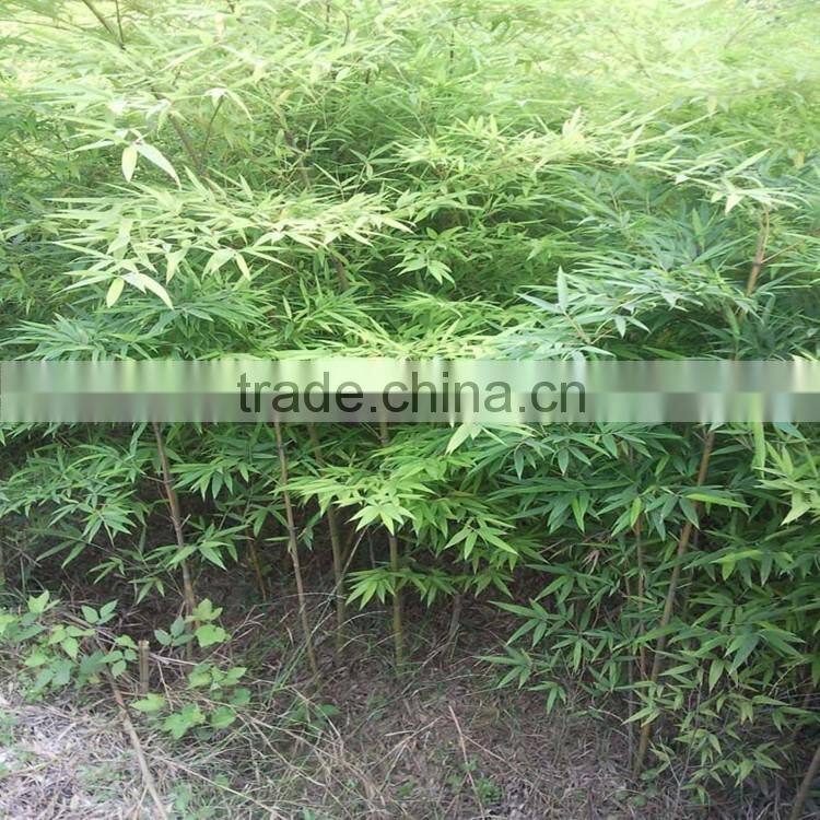 shibataea chinensis Nakai