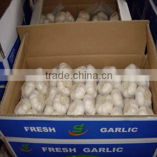 2016 new Fresh White Garlic at cheap price