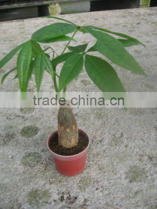single stem money trees for indoor plants Mini Pachira Bonsai