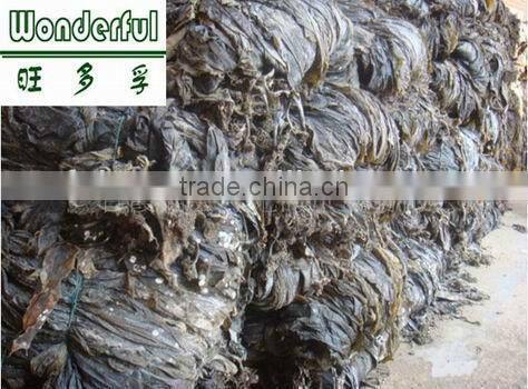 Natural Abalone Feed/Sea Cucumber Feed Kelp Seweed Pieces In Bulk