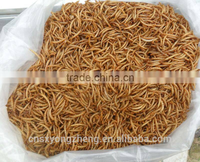 Pet Food 2.8 cm High Protein Tenebrio Molitor;Dried tenebrio Molitor