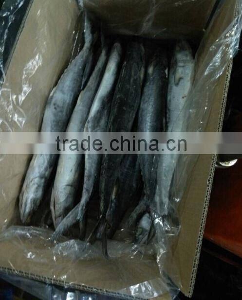 Frozen Spotted Spainsh Mackerel