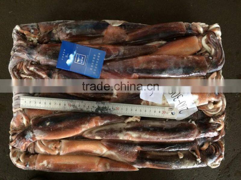 Fresh illex argentinus squid for sale market