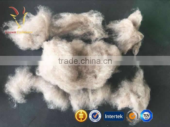 Sheep types of Cashmere Ltd in Mongolia