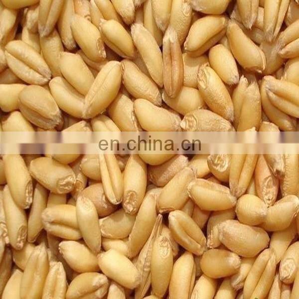 High efficiency Wheat flour mill plant|Wheat flour mill machine