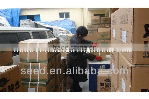 M11-03--planting sweet melon hybrid seed f1