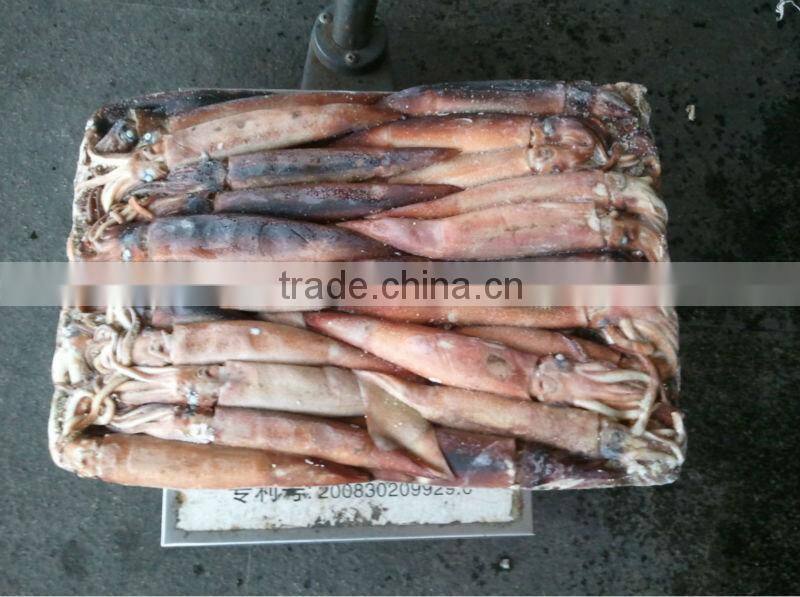 squid jig lamps for illex squid frozen squid