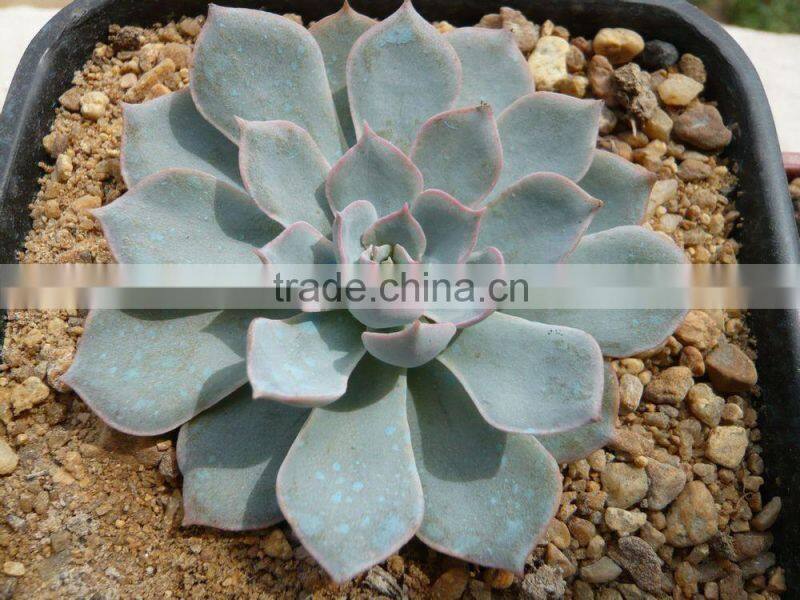 succulent plants Echeveria