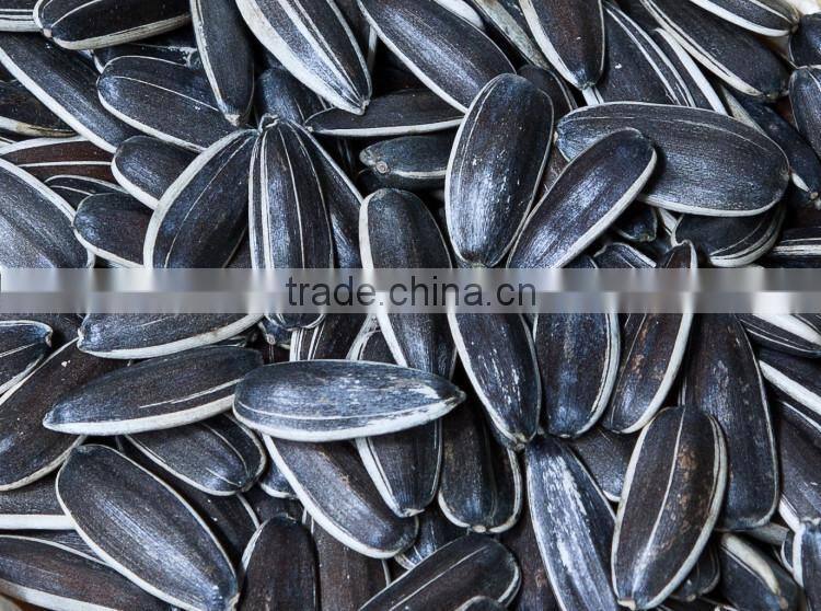 Big size human consumption Chinese sunflower seed