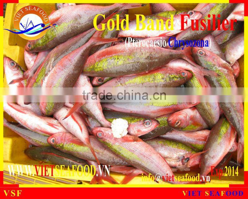 FROZEN GOLD BAND FUSILIER WHOLE ROUND