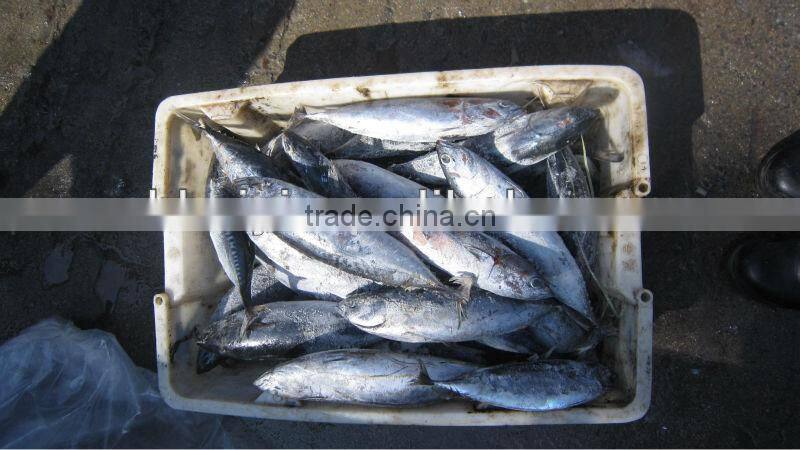 Frozen bonito tuna loin (sarda sarda)