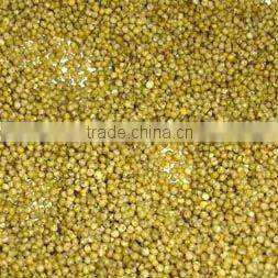 Green millet organic