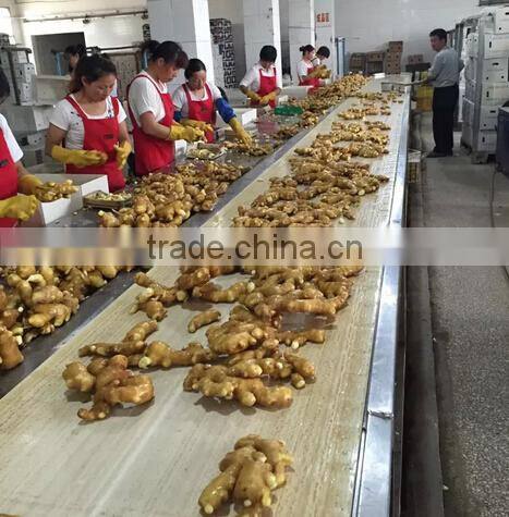 Fresh Ginger supplier