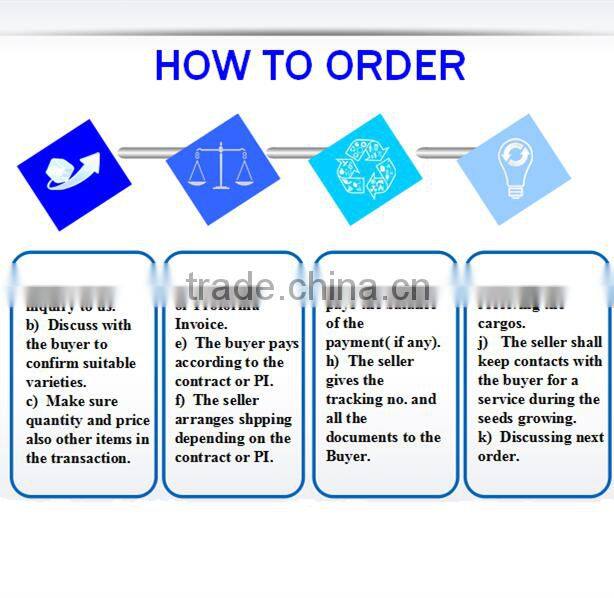 hybrid vegetable seeds SX Kidney Bean Seeds No.1410