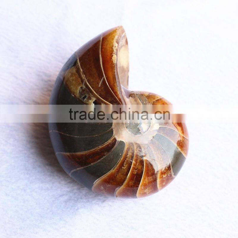 huge Natural conch Ammonite fossil for decoration