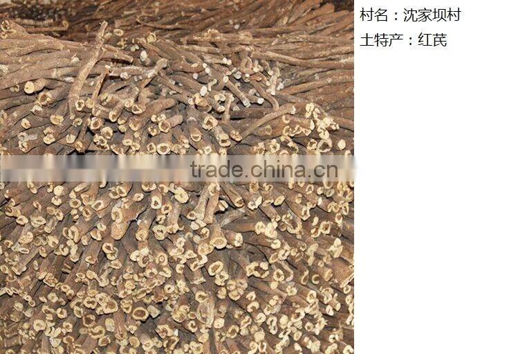 astragalus membranaceus