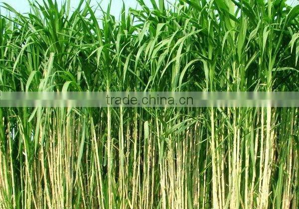 Multifunctional Pennisetum Hydridum Juice Machine/Pennisetum Hydridum Juice Extractor Best Selling